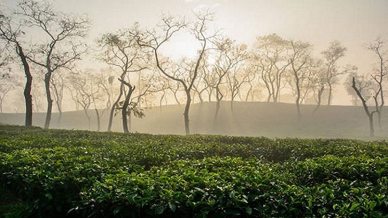 মাঘের শীতে কাঁপছে শ্রীমঙ্গল